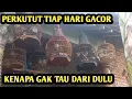 Download Lagu Rawatan perkutut biar rajin bunyi