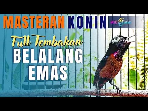 Download MP3 MASTERAN KONIN FULL TEMBAKAN  BELALANG EMAS RAPAT DAN PANJANG COCOK UNTUK MASTERAN KONIN BAHAN