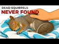 Why You Almost Never See Dead Squirrels Where Do They Really Go