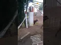 pitbulls vs pastor aleman y rotweiler