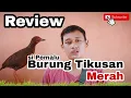 BURUNG TIKUSAN MERAH SI PEMALU❓
