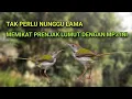 SUARA PIKAT PRENJAK LUMUT RIBUT PALING EFEKTIF UNTUK MEMIKAT DI HUTAN