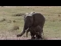 Download Lagu Pierce and her baby Elephant - Ruckomechi