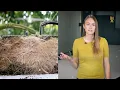 Download Lagu Bacteriën in de strijd tegen de 'gekke wortelziekte'