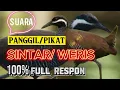 Download Lagu SUARA BURUNG SINTAR/ WERIS || PANGGIL/ PIKAT TERBARU 2023