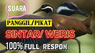 suara burung sintar weris panggil pikat terbaru 2023