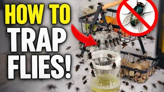 Fly-Infested Kitchen Becomes Fly-Free Overnight