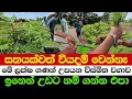 Download Lagu A Zero-Cost Farming Miracle | The Astonishing Crop That Prints Money