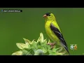 New Jersey State Bird Endangered By Climate Change