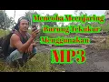 Download Lagu Mencoba Menjaring Burung Tekukur Menggunakan MP3