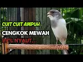 Lagu KENARI GACOR  Cuit CUIT BIRAHI SUARA Kenari MASTERAN TERBAIK UNTUK PANCINGAN \u0026 MASTERAN Kenari PAUD
