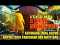 Download Lagu KEPODANG EMAS GACOR || DURASI 1 JAM AMPUH BUAT PANCINGAN DAN MASTERAN SEMUA JENIS KEPODANG \