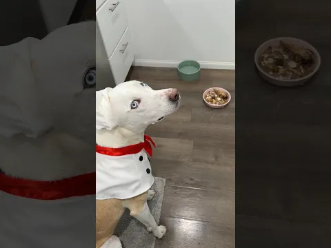 Feeding my awkward dog who is a chef🐶🧑🏼‍🍳#dogshorts #dog #pets #funny #doglover #dogmom #doglife