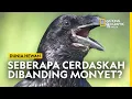 Download Lagu Tes Kognitif Membuktikan Kecerdasan Burung Gagak