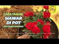 Lagu Cara Menanam Bunga Mawar di Pot Anti Gagal dan Mati