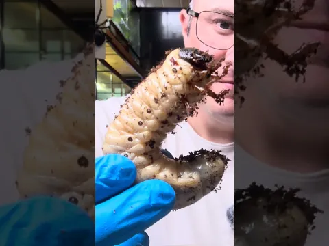 Hercules beetle larva (specifically *Dynastes neptunus*) #beetle #insects #bugs #rock_n_insectes