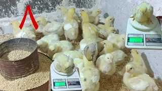 وزن الكتاكيت البيضه عمر ٨ ايام كلام مهم عن الاعشاب والخلطات تعقيم المكان كويس 