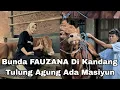 Download Lagu BUNDA FAUZANA KASIH KABAR BAHAGIA DI KANDANG TULUNG AGUNG ADA MASIYUN