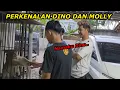 Download Lagu PERKENALAN DINO DAN MOLLY