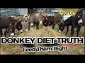 What Do Donkeys REALLY Eat Most People Get This Wrong