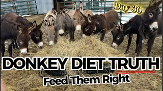 What Do Donkeys REALLY Eat Most People Get This Wrong