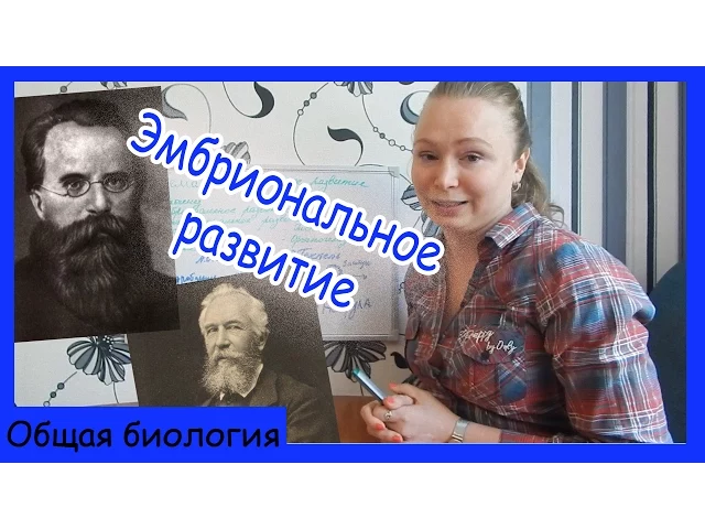 Эмбриональное развитие.