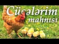 Download Lagu Cucelerim şeiri 🐤 Cucelerim mahnisi 🐤 cib cib cucelerim 👍
