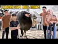 Lagu YOGAFAMILLY QURBAN SAPI IDUL ADHA 2025 !!? Yogafamilly