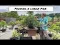 Download Lagu Pruning of a Large Pine