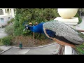 Peacock flying