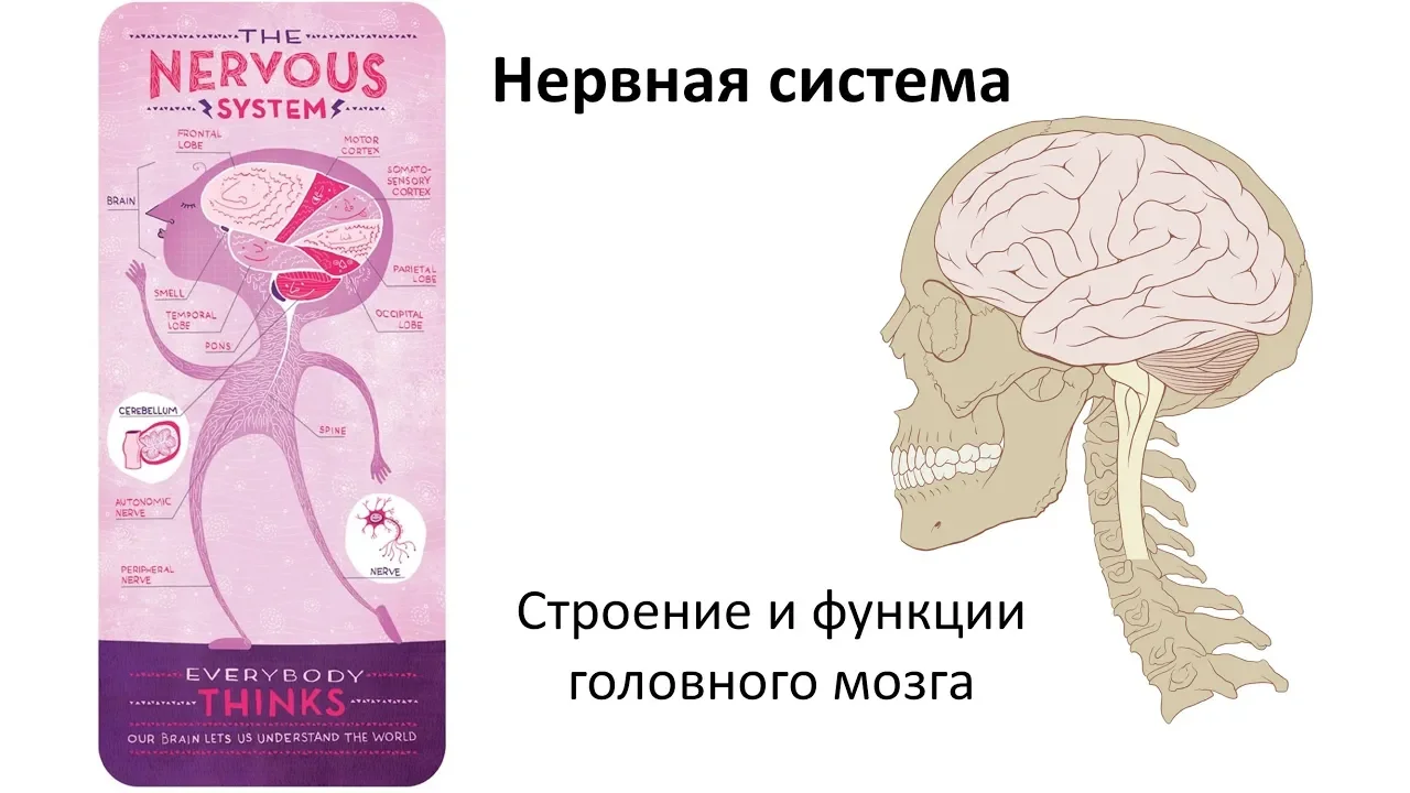 4.3 Нервная система часть ГМ (8 класс) - биология, подготовка к ЕГЭ и ОГЭ 2019