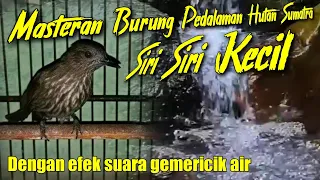 masteran besetan rapat suara burung siri siri kecil