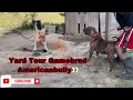 Gamebred Pitbulls And Americanbully Kennel Yard Tour MarcosTVG Mississippi Made