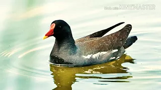 صوت دجاج الماء صوت المرع صوت امرع صوت عبد المرع دندنها
