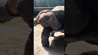 Sey Hello to my Big Friend 🐢 new episode where we visit the giant tortoises of the #seychelles