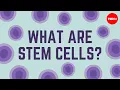 What are stem cells - Craig A Kohn