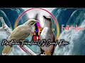 Download Lagu Masteran ropel Trucukan VS Cucak Rowo, ropel panjang, gacor, full isian cucak rowo