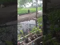 Download Lagu Raining Season Every Day #shortvideo #for #winter