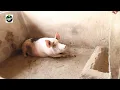 What you need to know about Pig from Gestation to Farrowing