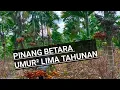 Download Lagu pinang betara umur umur 5 tahun dan indukan pinang betara