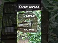 Download Lagu TEPUS KEPALA ABU JANTAN NGEROLL #tepus