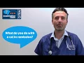 Feline diabetes Q A Remission