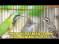 Download Lagu KUMPULAN SUARA MASTERAN BURUNG JUARA TERBAIK|| KASAR TAJAM