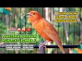 Download Lagu Kenari GACOR NGEREK‼️ Masteran Kenari PAUD dan Pancingan Kenari MACET BUNYI dan Betina NGIWIR - 102