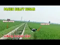 Download Lagu PANEN BELUT BESAR DISPOT SAWAH KOTA NGANJUK