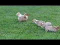 Welsh Corgi Puppies For Sale