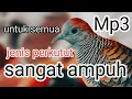 Mp3 perkutut lokal suara nyaring besar