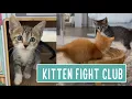 Download Lagu Kitten Fight Club -- The UnderCat 🐱🐱🐱