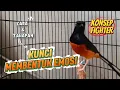 Download Lagu CARA MEMBENTUK EMOSI BURUNG FIGHTER