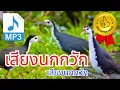 Lagu เสียงนกกวัก Suara Burung Ruak Ruak เสียงชัด 100% Ampuh dan Original